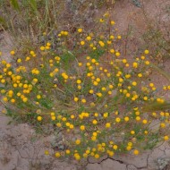 بذور القرقاص - القراص Aaronsohnia factorovskyi