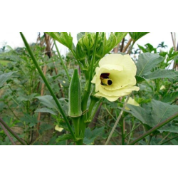 بذور باميا (Abelmoschus esculentus) بذور باميا (Abelmoschus esculentus)