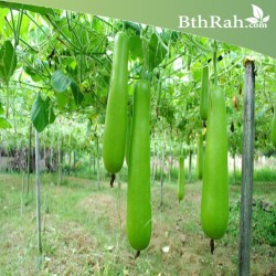 بذور قرع نجدي-Cucurbita pepo