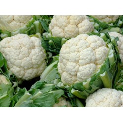 بذور القرنبيط(Cauliflower) بذور القرنبيط(Cauliflower)