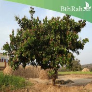 بذور الكاجو Anacardium occidentale بذور الكاجو Anacardium occidentale