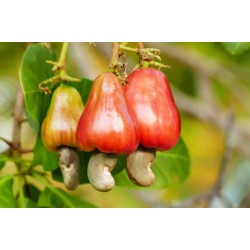 بذور الكاجو Anacardium occidentale