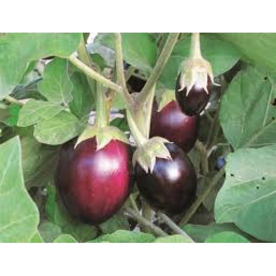 بذور الباذنجان - Solanum melongena بذور الباذنجان - Solanum melongena