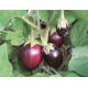 بذور الباذنجان - Solanum melongena بذور الباذنجان - Solanum melongena