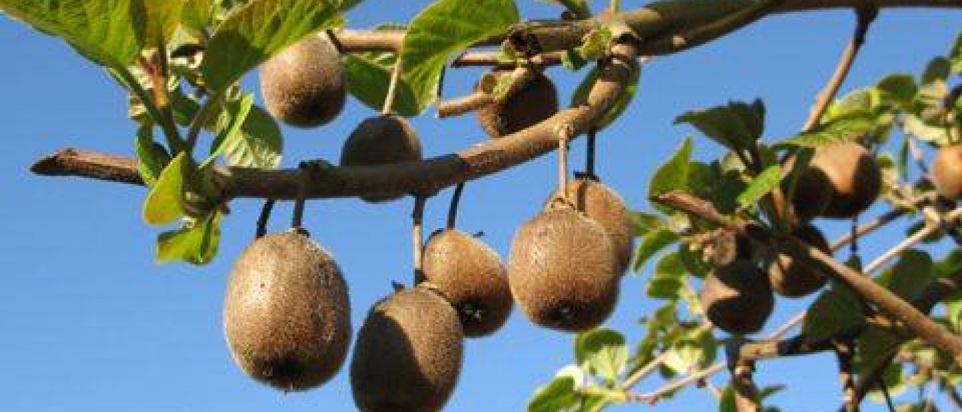 شجرة الكيوي- kiwi fruit tree
