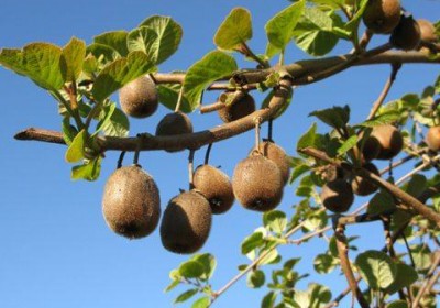 شجرة الكيوي- kiwi fruit tree