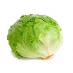 بذور خس أمريكي - Lechuga Grandes Lagos-California بذور خس أمريكي - Lechuga Grandes Lagos-California