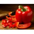 بذور الفلفل الرومي الأحمر البارد-Capsicum annuum
