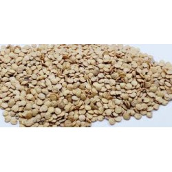 بذور الباذنجان - Solanum melongena