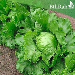 بذور خس أمريكي - Lechuga Grandes Lagos-California بذور خس أمريكي - Lechuga Grandes Lagos-California