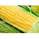 بذور الذرة الجيزانية - Zea mays بذور الذرة الجيزانية - Zea mays