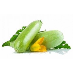 بذور الكوسة(Cucurbita pepo var. cylindrica) بذور الكوسة(Cucurbita pepo var. cylindrica)