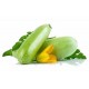 بذور الكوسة(Cucurbita pepo var. cylindrica) بذور الكوسة(Cucurbita pepo var. cylindrica)