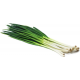 بذور البصل الأخضر - Allium cepa بذور البصل الأخضر - Allium cepa