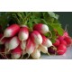 بذور الفجل لب ابيض - White Radish بذور الفجل لب ابيض - White Radish