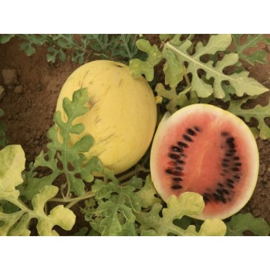 بذور بطيخ (Citrullus lanatus) بذور بطيخ (Citrullus lanatus)