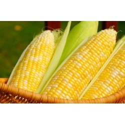 بذور الذرة الجيزانية - Zea mays بذور الذرة الجيزانية - Zea mays