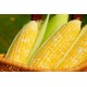 بذور الذرة الجيزانية - Zea mays بذور الذرة الجيزانية - Zea mays