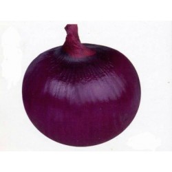 بذور بصل احمر (Allium cepa) بذور بصل احمر (Allium cepa)