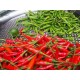 بذور فلفل حار - Capsicum annuum بذور فلفل حار - Capsicum annuum