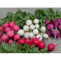 بذور الفجل لب ابيض - White Radish بذور الفجل لب ابيض - White Radish
