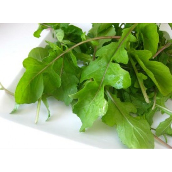 بذور الجرجير - Eruca vesicaria ssp. sativa بذور الجرجير - Eruca vesicaria ssp. sativa