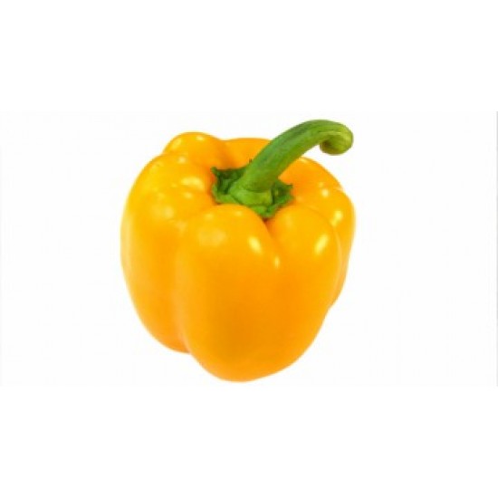 بذور فلفل رومي - Capsicum annuum بذور فلفل رومي - Capsicum annuum