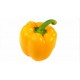 بذور فلفل رومي - Capsicum annuum بذور فلفل رومي - Capsicum annuum