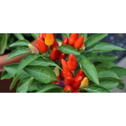 بذور فلفل حار - Capsicum annuum