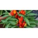 بذور فلفل حار - Capsicum annuum بذور فلفل حار - Capsicum annuum