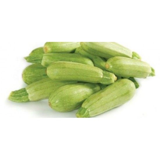 بذور الكوسة(Cucurbita pepo var. cylindrica) بذور الكوسة(Cucurbita pepo var. cylindrica)