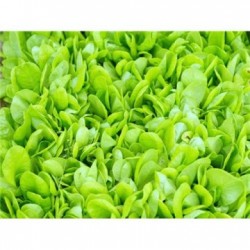بذور الخس - Lactuca sativa بذور الخس - Lactuca sativa