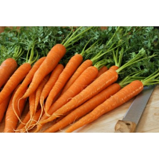 بذور الجزر - Daucus carota بذور الجزر - Daucus carota