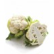 بذور القرنبيط(Cauliflower) بذور القرنبيط(Cauliflower)