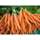 بذور الجزر - Daucus carota بذور الجزر - Daucus carota