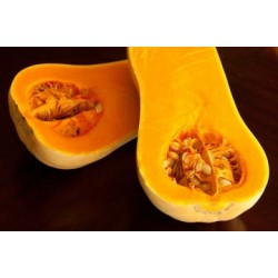 بذور قرع امريكي - Cucurbita pepo بذور قرع امريكي - Cucurbita pepo