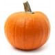 بذور القرع (Cucurbita pepo) بذور القرع (Cucurbita pepo)