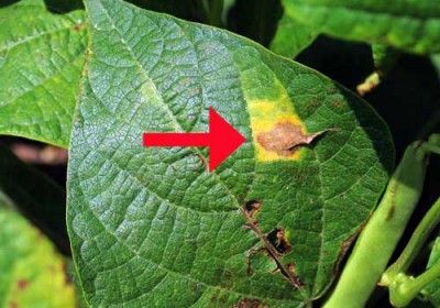 علامات وأعراض مرض النبات