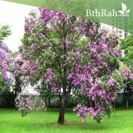 بذور شجرة البوهينيا Bauhinia variegata-خف الجمل بذور شجرة البوهينيا Bauhinia variegata-خف الجمل
