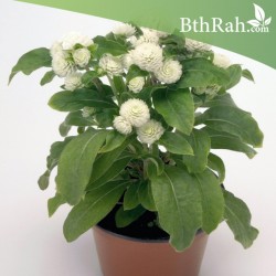 بذور نبات المدنة او الجمفرينا (الابيض)  Gomphrena globosa بذور نبات المدنة او الجمفرينا (الابيض)  Gomphrena globosa