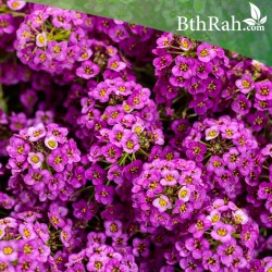 بذور زهور الأليسم البنفسجي-Lobularia maritima بذور زهور الأليسم البنفسجي-Lobularia maritima