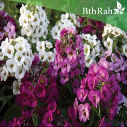 بذور زهور الأليسم ميكس-Lobularia maritima بذور زهور الأليسم ميكس-Lobularia maritima