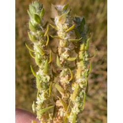 بذور نبات الكوشيا Kochia scoparia orBassia scoparia