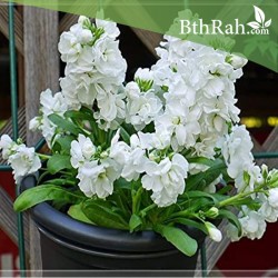 بذور المنثور (الابيض) Matthiola incana بذور المنثور (الابيض) Matthiola incana