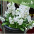 بذور المنثور (الابيض) Matthiola incana