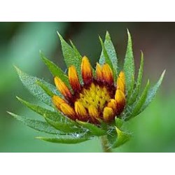 بذور جلارديا - عنبر كشمير -Gaillardia بذور جلارديا - عنبر كشمير -Gaillardia