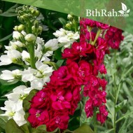 بذور زهور المنثور  Matthiola incana-mix بذور زهور المنثور  Matthiola incana-mix
