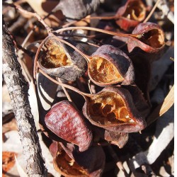 بذور شجرة استركوليا رجل البطة Brachychiton gregorii بذور شجرة استركوليا رجل البطة Brachychiton gregorii