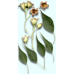 بذور شجرة استركوليا مخمسة-Brachychiton populneus