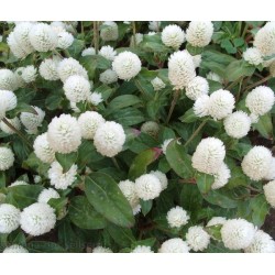 بذور نبات المدنة او الجمفرينا (الابيض)  Gomphrena globosa بذور نبات المدنة او الجمفرينا (الابيض)  Gomphrena globosa